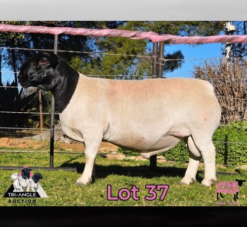 WITHDRAWN - 1 X DORPER RAM PINK SHEEP DORPERS