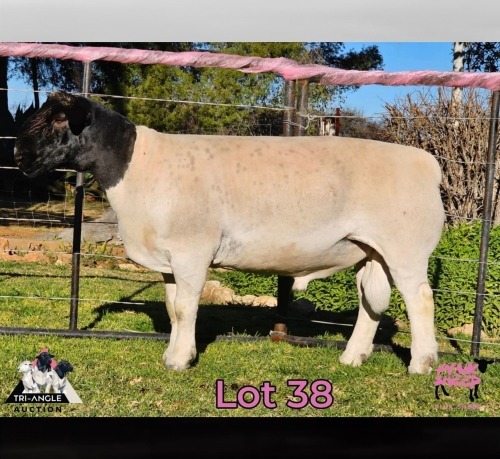1 X DORPER T3 RAM PINK SHEEP DORPERS