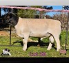 1 X DORPER T3 RAM PINK SHEEP DORPERS