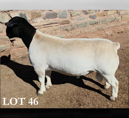 1 X DORPER T5 RAM MICKEY PHILLIPS DORPERS