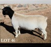 1 X DORPER T5 RAM MICKEY PHILLIPS DORPERS