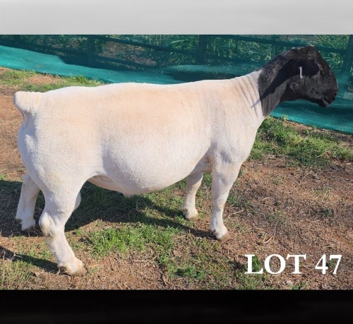 1 X DORPER T4 RAM MICKEY PHILLIPS DORPERS