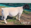 1 X DORPER T4 RAM MICKEY PHILLIPS DORPERS