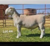 1 X WIT DORPER T3 RAM LUKAS BURGER WIT DORPERS