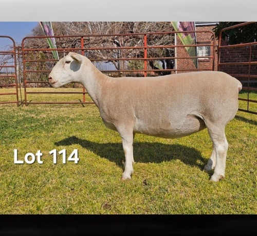1 X WIT DORPER T4 PREGNANT EWE LUKAS BURGER WIT DORPERS
