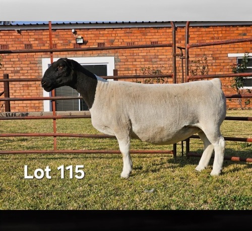 WITHDRAWN - 1 X WIT DORPER EWE LUKAS BURGER WIT DORPERS