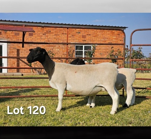 1+1 X DORPER T4 PREGNANT EWE LUKAS BURGER DORPERS