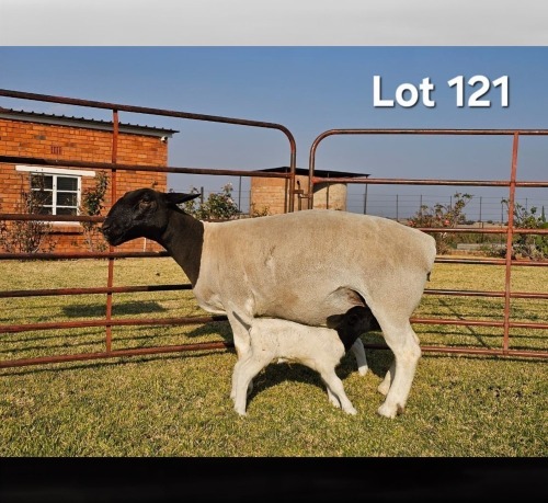 1+2 X DORPER T5 EWE LUKAS BURGER DORPERS