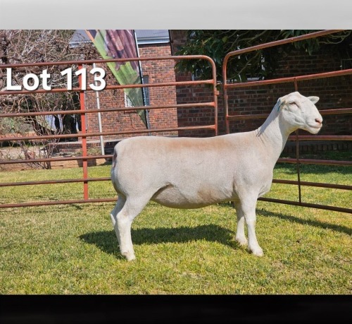 WITHDRAWN - 1 X WIT DORPER EWE LUKAS BURGER WIT DORPERS