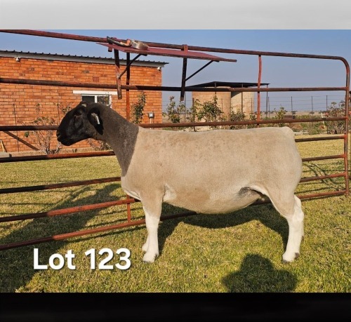 1 X DORPER T5 PREGNANT EWE LUKAS BURGER DORPERS