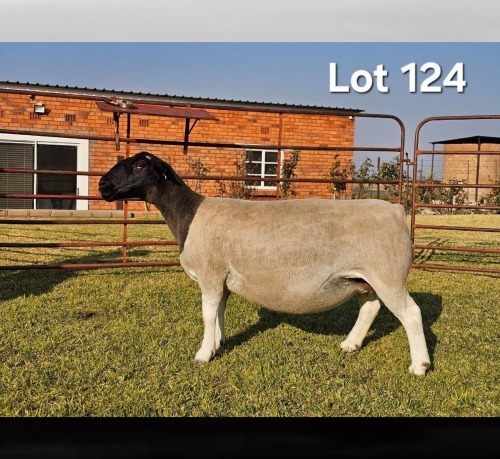 1 X DORPER T5 PREGNANT EWE LUKAS BURGER DORPERS