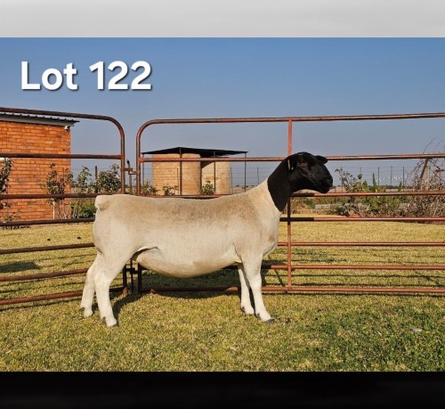 1 X DORPER T5 PREGNANT EWE LUKAS BURGER DORPERS