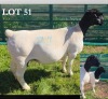 1+1 X DORPER T5 EWE MICKEY PHILLIPS DORPERS