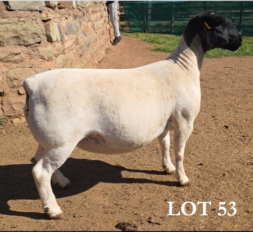 1 X DORPER T5 PREGNANT EWE MICKEY PHILLIPS DORPERS