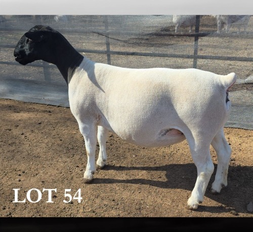 1 X DORPER T5 PREGNANT EWE MICKEY PHILLIPS DORPERS