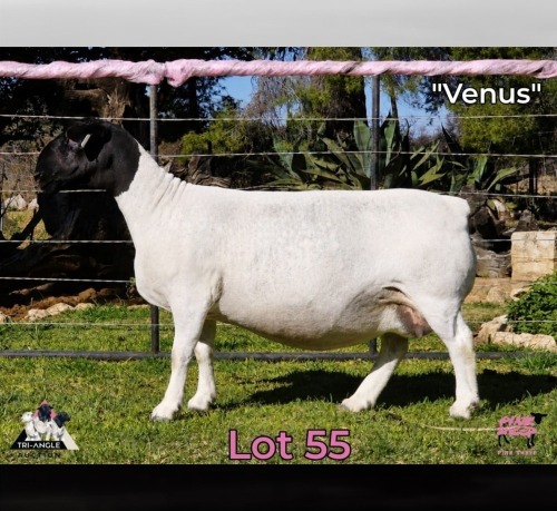 1+1 X DORPER T4 EWE PINK SHEEP DORPERS