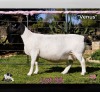 1+1 X DORPER T4 EWE PINK SHEEP DORPERS