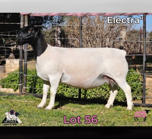 1 X DORPER T3 PREGNANT EWE PINK SHEEP DORPERS