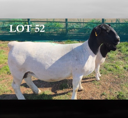 1+1 X DORPER T5 EWE MICKEY PHILLIPS DORPERS
