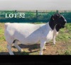 1+1 X DORPER T5 EWE MICKEY PHILLIPS DORPERS