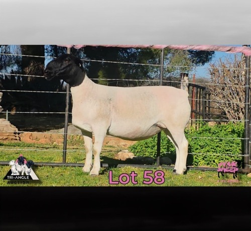 WITHDRAWN - 1 X DORPER EWE PINK SHEEP DORPERS