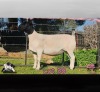 WITHDRAWN - 1 X DORPER EWE PINK SHEEP DORPERS