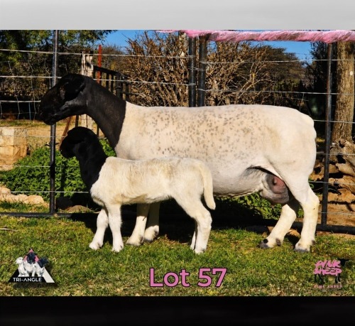 1+1 X DORPER T5 EWE PINK SHEEP DORPERS