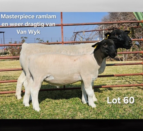 1+1 X DORPER T5 PREGNANT EWE LUKAS BURGER DORPERS