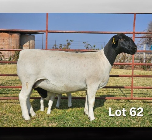 1+1 X DORPER T3 EWE LUKAS BURGER DORPERS
