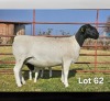 1+1 X DORPER T3 EWE LUKAS BURGER DORPERS