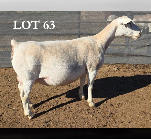 1+1 X WIT DORPER T5 EWE MICKEY PHILLIPS WIT DORPERS