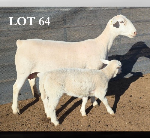 1+1 X WIT DORPER T5 EWE MICKEY PHILLIPS WIT DORPERS