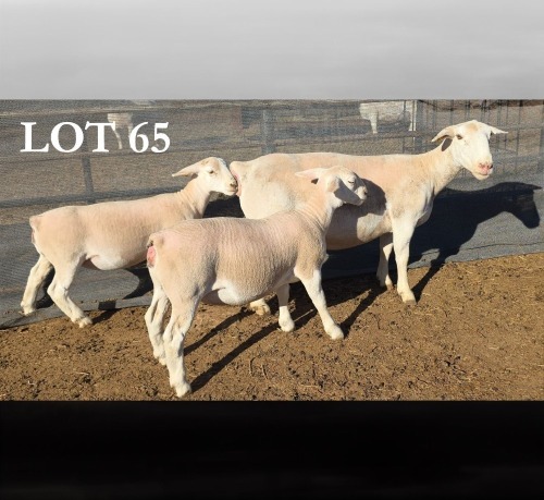1+2 X WIT DORPER T4 PREGNANT EWE MICKEY PHILLIPS WIT DORPERS