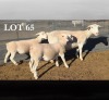 1+2 X WIT DORPER T4 PREGNANT EWE MICKEY PHILLIPS WIT DORPERS