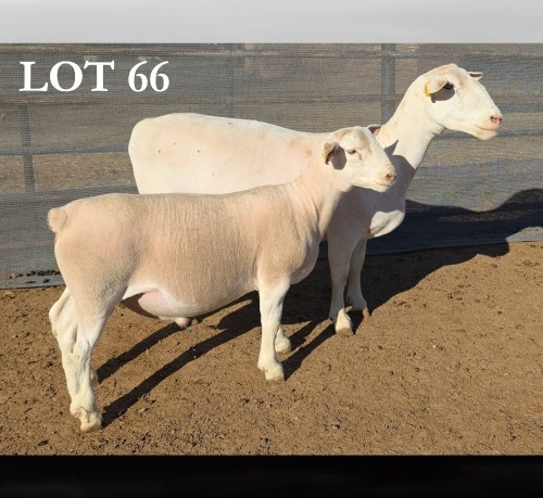 1+1 X WIT DORPER T5 EWE MICKEY PHILLIPS WIT DORPERS