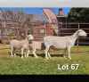 1+2 X WIT DORPER T5 PREGNANT EWE LUKAS BURGER WIT DORPERS