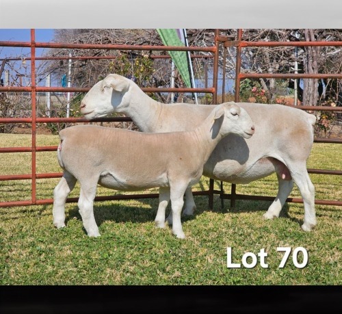 1+1 X WIT DORPER T5 EWE LUKAS BURGER WIT DORPERS