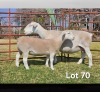 1+1 X WIT DORPER T5 EWE LUKAS BURGER WIT DORPERS
