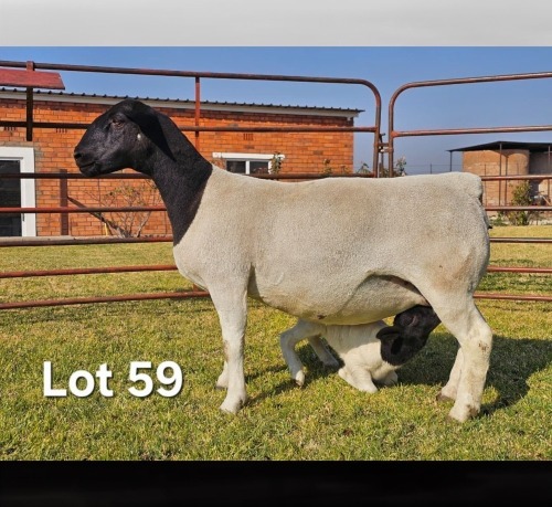 1+1 X DORPER T3 EWE LUKAS BURGER DORPERS