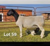 1+1 X DORPER T3 EWE LUKAS BURGER DORPERS