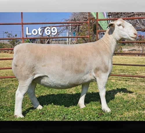 1 X WIT DORPER T5 PREGNANT EWE LUKAS BURGER WIT DORPERS