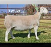 1 X WIT DORPER T5 PREGNANT EWE LUKAS BURGER WIT DORPERS