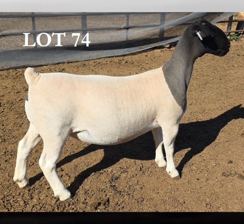 1 X DORPER T5 EWE MICKEY PHILLIPS DORPERS
