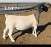 1 X DORPER T5 EWE MICKEY PHILLIPS DORPERS