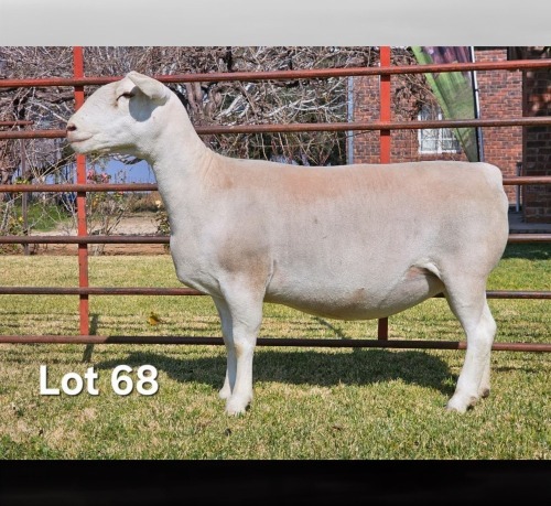 1 X WIT DORPER T5 PREGNANT EWE LUKAS BURGER WIT DORPERS