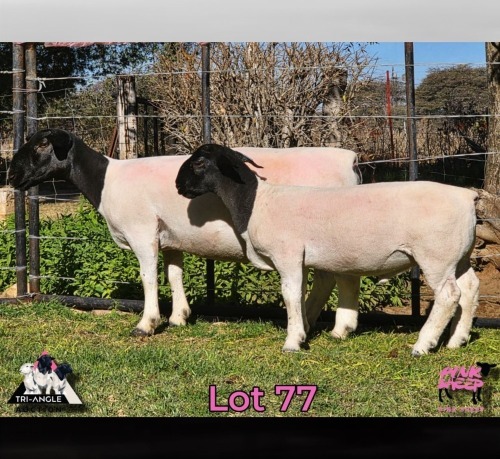 1+1 X DORPER T5 EWE PINK SHEEP DORPERS