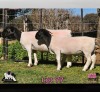 1+1 X DORPER T5 EWE PINK SHEEP DORPERS