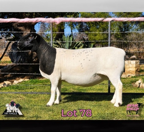1 X DORPER T4 PREGNANT EWE PINK SHEEP DORPERS