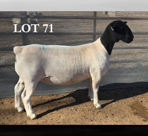 1 X DORPER T3 PREGNANT EWE MICKEY PHILLIPS DORPERS