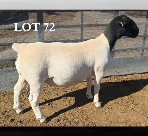 1 X DORPER T5 EWE MICKEY PHILLIPS DORPERS